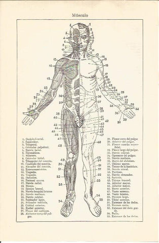 LAMINA V04626: Musculos frontales del cuerpo humano