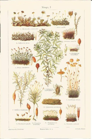 LAMINA V04642: Dibujos especies de musgos