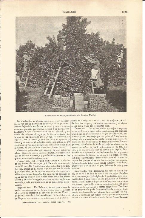 LAMINA V04740: Recoleccion de naranjas en California