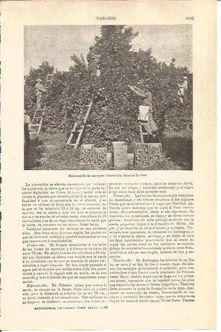 LAMINA V04740: Recoleccion de naranjas en California