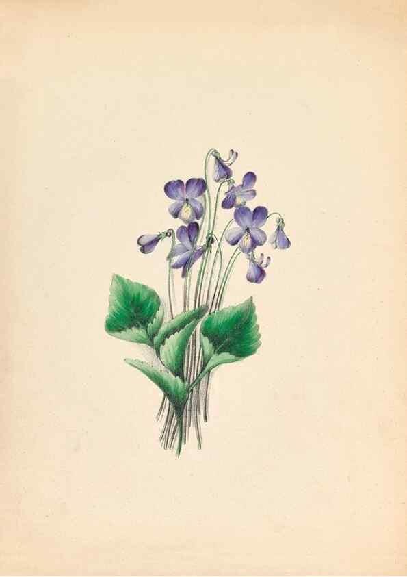 Reproducción/Reproduction 44028899240: Wild flowers drawn and colored from nature.. New York,1859.. 