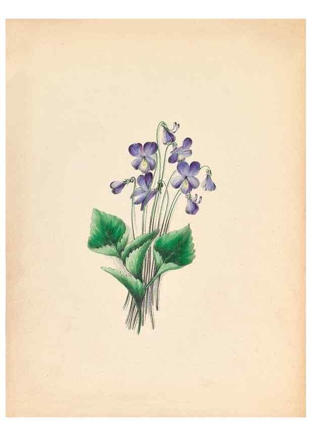 Reproducción/Reproduction 44028899240: Wild flowers drawn and colored from nature.. New York,1859.. 