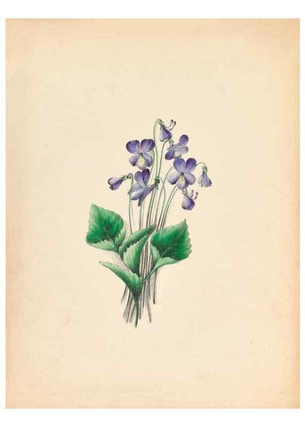 Reproducción/Reproduction 44028899240: Wild flowers drawn and colored from nature.. New York,1859.. 