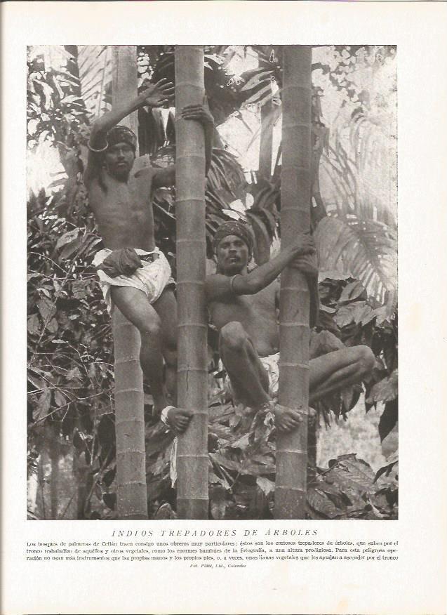 LAMINA V06441: Indios trepadores de arboles en Ceilan