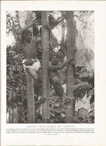LAMINA V06441: Indios trepadores de arboles en Ceilan