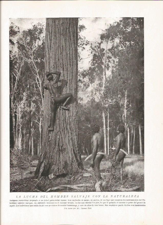 LAMINA V06422: Indigena australiano trepando a un arbol