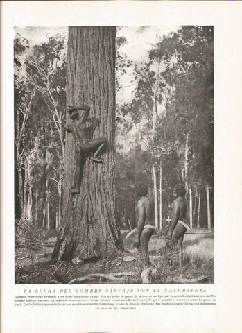 LAMINA V06422: Indigena australiano trepando a un arbol