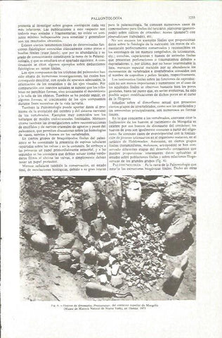 LAMINA V06297: Huevos de dinosaurio Protoceratops en Mongolia