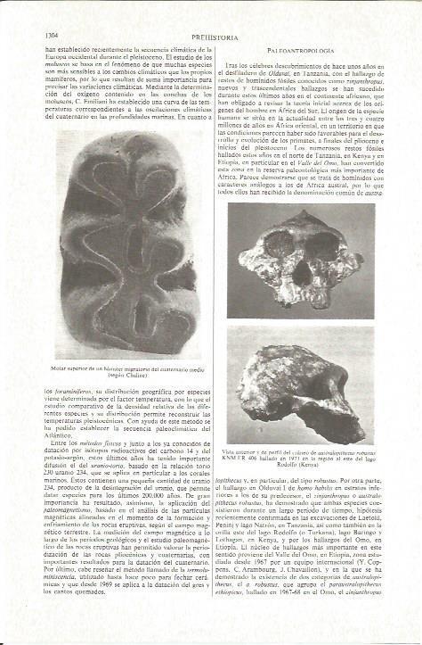 LAMINA V06309: Craneo de australopithecus robustus