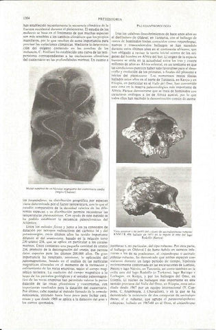 LAMINA V06309: Craneo de australopithecus robustus