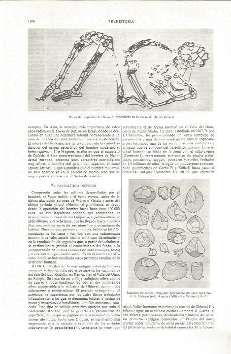 LAMINA V06310: Esqueleto del Homo 9 de Qafzeh, Israel