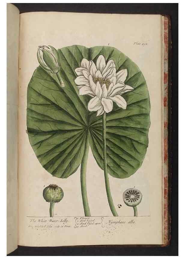 Reproducción/Reproduction 8361172723: A curious herbal. London : Printed for Samuel Harding, 1737-1739.