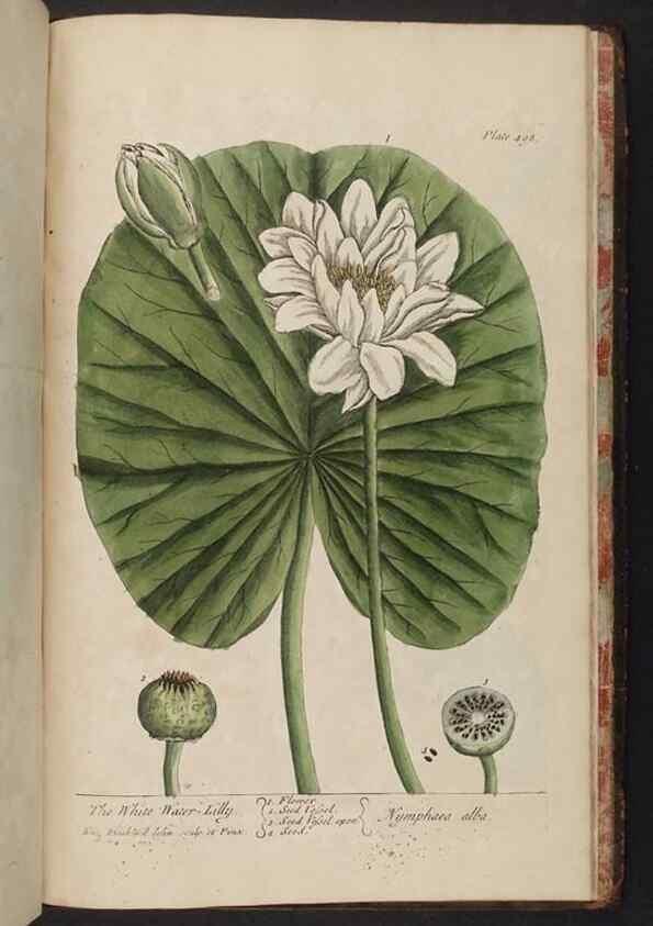 Reproducción/Reproduction 8361172723: A curious herbal. London : Printed for Samuel Harding, 1737-1739.
