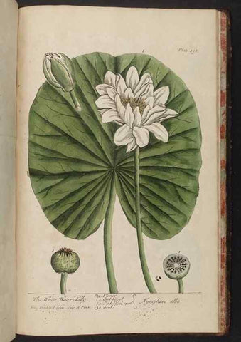 Reproducción/Reproduction 8361172723: A curious herbal. London : Printed for Samuel Harding, 1737-1739.