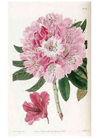 Reproducción/Reproduction 49822516006: Edwards's botanical register.. London :James Ridgway,1829-1847.. 