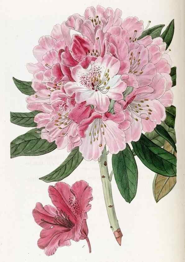 Reproducción/Reproduction 49822516006: Edwards's botanical register.. London :James Ridgway,1829-1847.. 