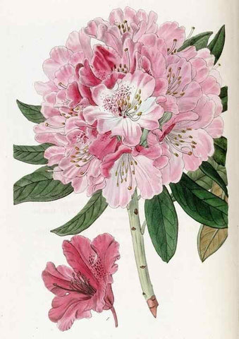 Reproducción/Reproduction 49822516006: Edwards's botanical register.. London :James Ridgway,1829-1847.. 