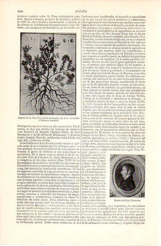 LAMINA V07360: Simon de Rojas Clemente