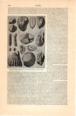 LAMINA V07358: Aparato para la Historia Natural por Jose Torrubia