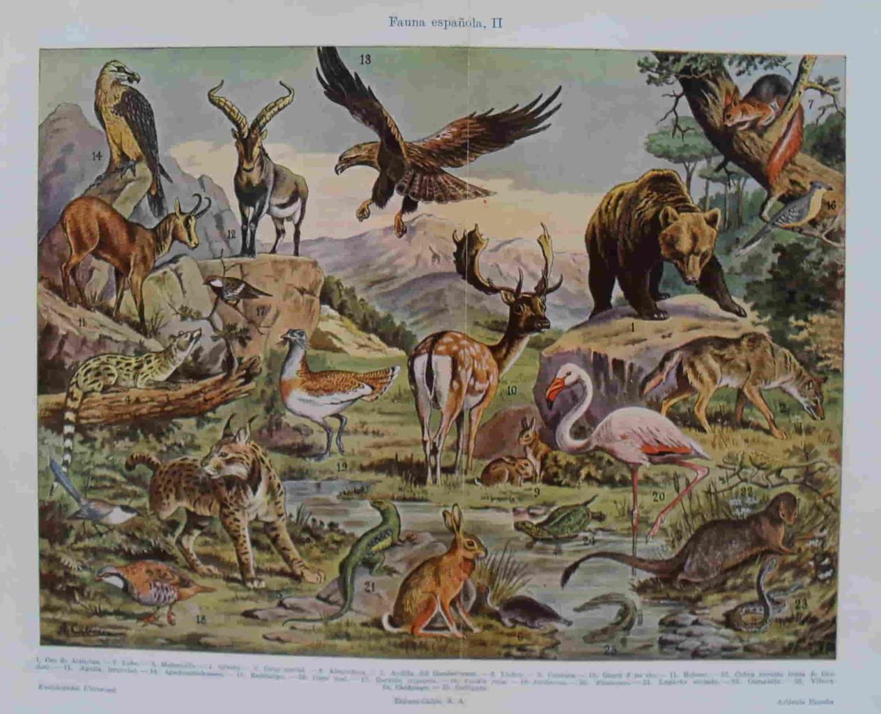 LAMINA V07454: Fauna española
