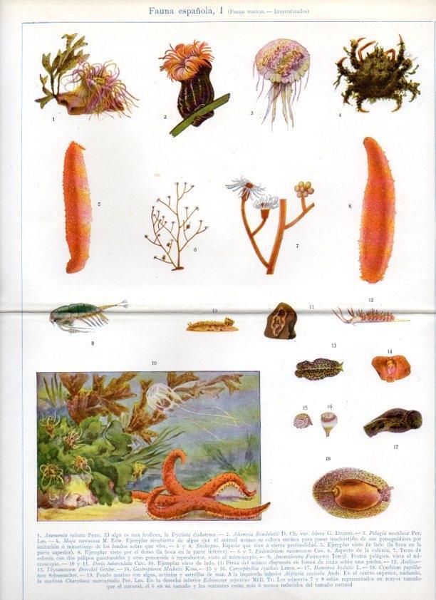 LAMINA V07440: Fauna marina invertebrados