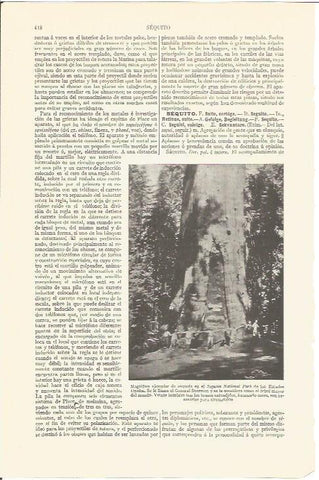 LAMINA V06775: Sequoia llamada General Sherman