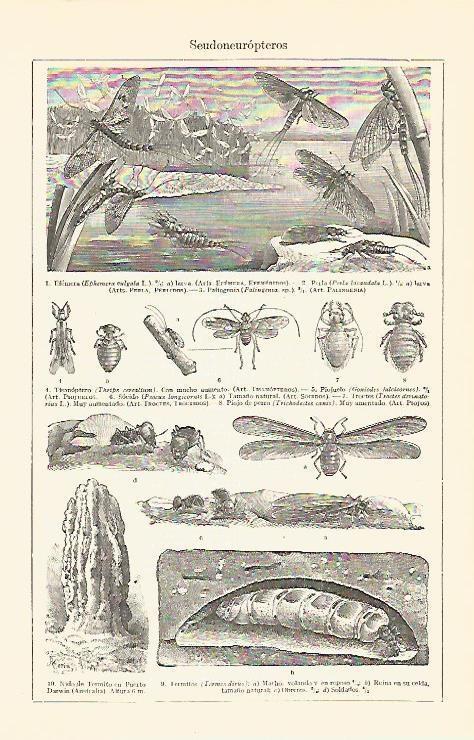 LAMINA V06829: Seudoneuropteros