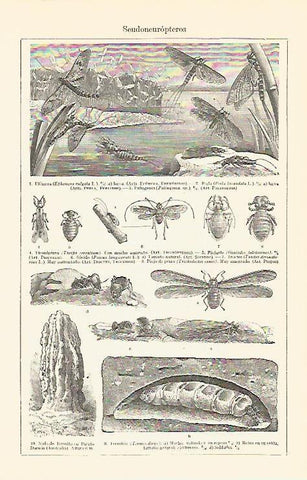 LAMINA V06829: Seudoneuropteros