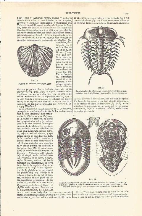 LAMINA V06535: Trilobites varios