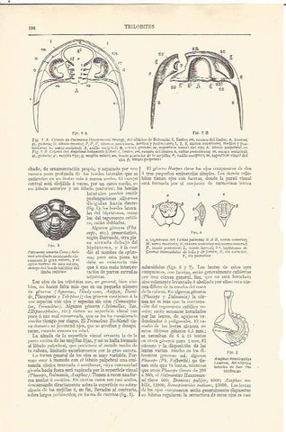 LAMINA V06534: Trilobites I