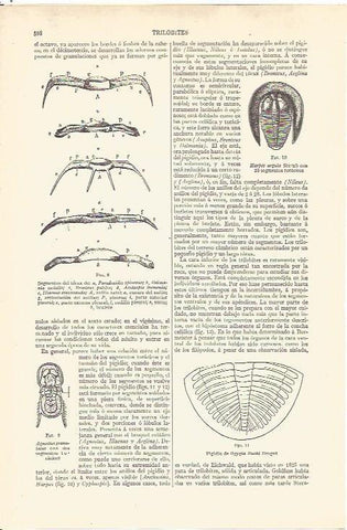 LAMINA V06533: Trilobites 