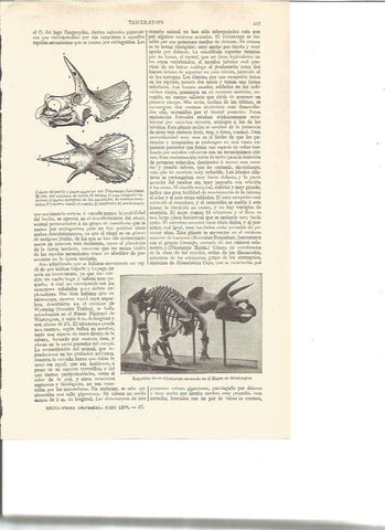 LAMINA V06519: Esqueleto de un triceratops