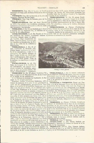 LAMINA V06511: Vista general Triberg, Alemania
