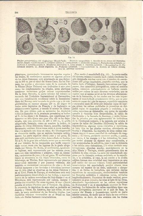 LAMINA V06510: Fosiles de epoca triasica