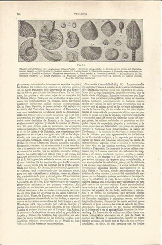 LAMINA V06510: Fosiles de epoca triasica
