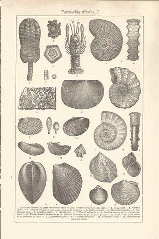 LAMINA V06508: Fosiles de la formacion triasica I