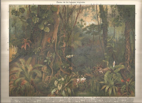 LAMINA V06625: Plantas de los bosques tropicales