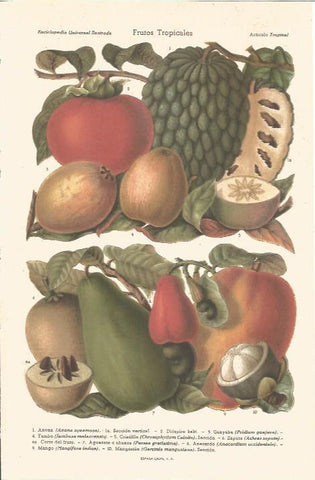 LAMINA V06624: Frutos tropicales