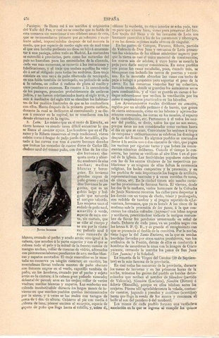LAMINA V07184: Joven leonesa