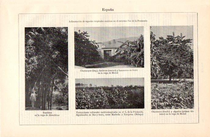 LAMINA V07107: Aclimatacion de especies tropicales exoticas en el extremo Sur de la Peninsula