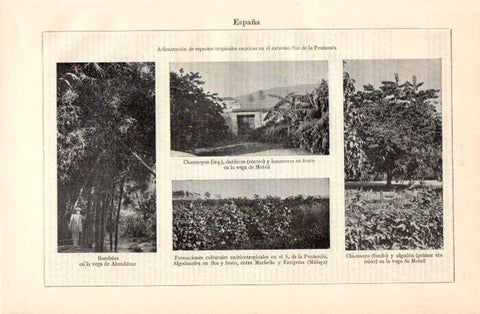 LAMINA V07107: Aclimatacion de especies tropicales exoticas en el extremo Sur de la Peninsula