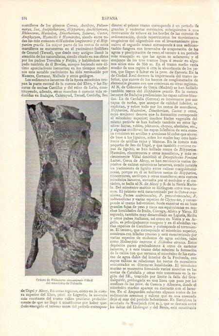 LAMINA V07100: Craneo de Rhinoceros sansaniensis (Palencia)