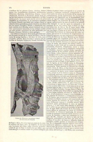 LAMINA V07100: Craneo de Rhinoceros sansaniensis (Palencia)
