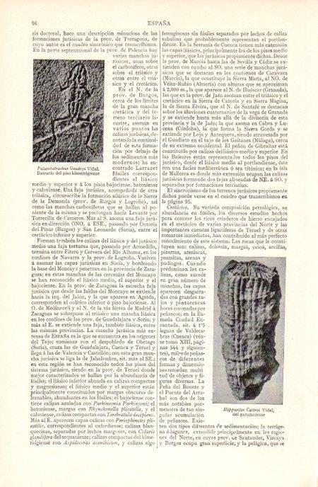 LAMINA V07099: Palaeobatrachus Gaudryi Vidal