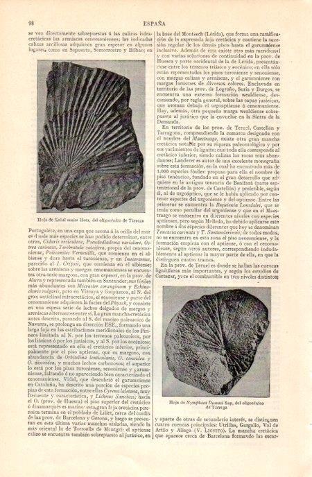 LAMINA V07098: Fosiles de Tarrega