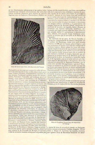LAMINA V07098: Fosiles de Tarrega