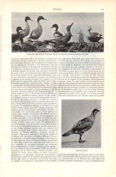 LAMINA V07108: Patos de la Albufera de Valencia