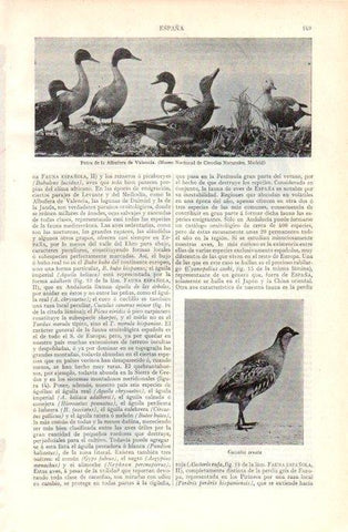 LAMINA V07108: Patos de la Albufera de Valencia