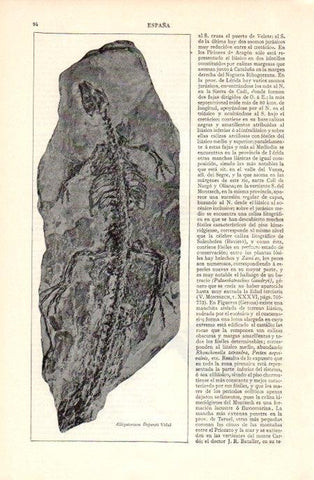 LAMINA V07097: Alligatorium Depereti Vidal