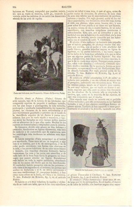 LAMINA V08519: Guante de halconero